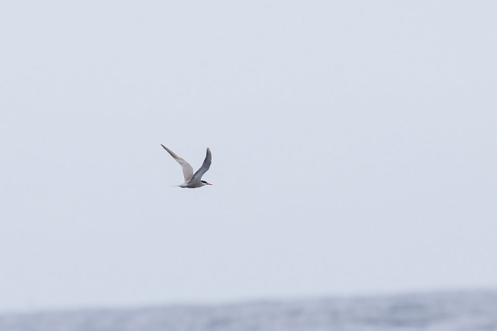 White-cheeked Tern on a Durban pelagic - Niall Perrins