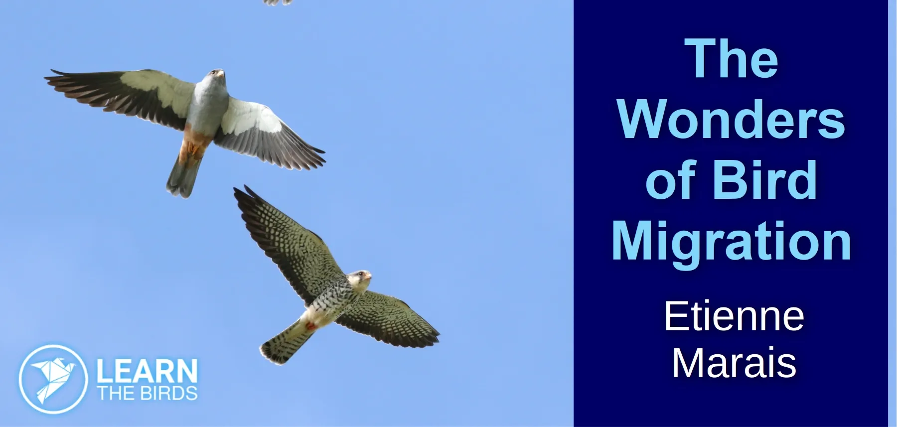 The Wonders of Bird Migration