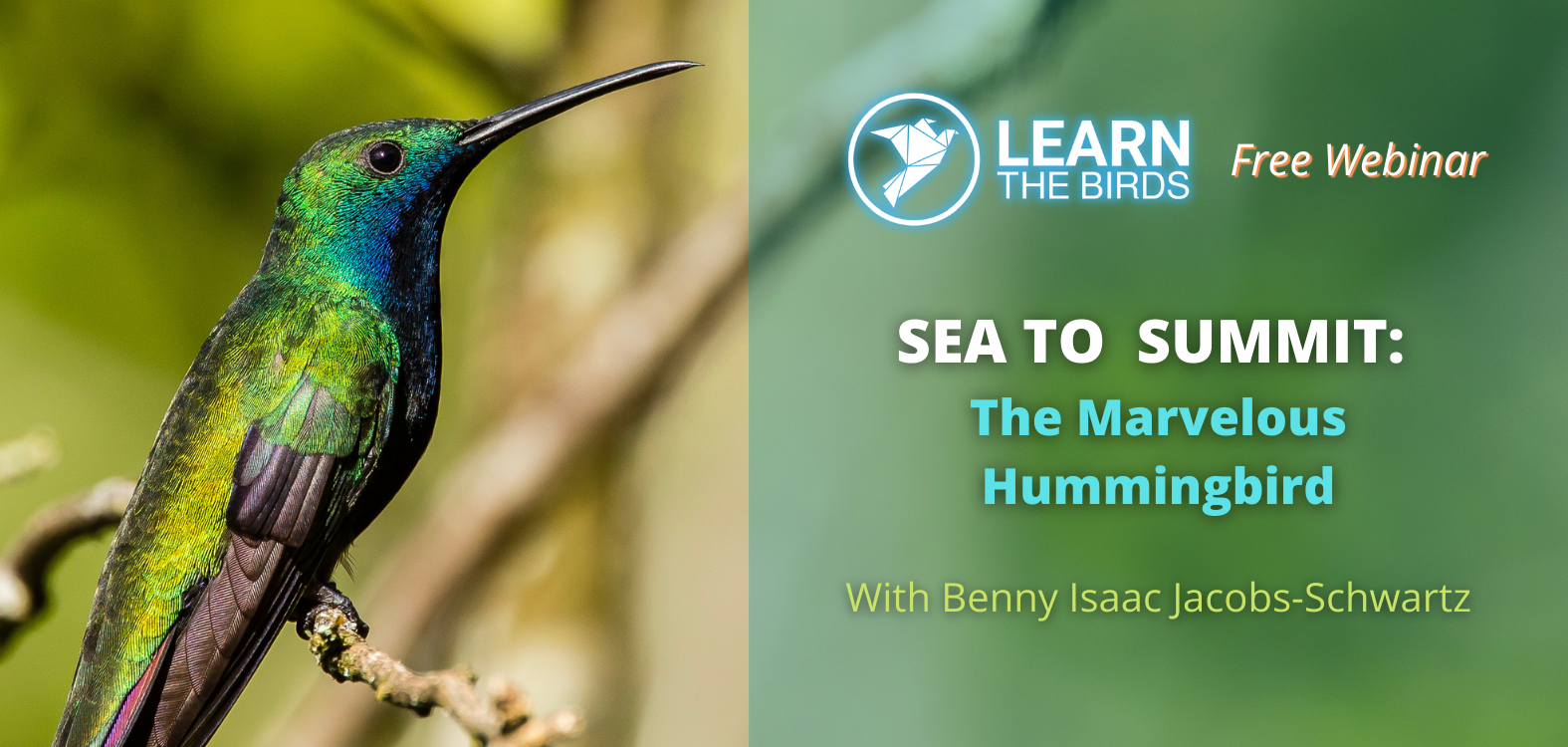 Sea to Summit: The Marvelous Hummingbird