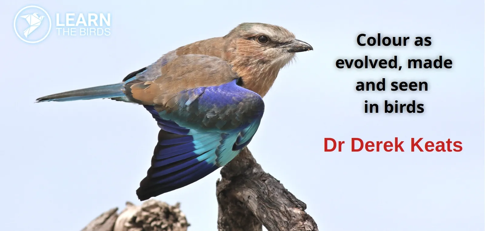 Colour as evolved, made and seen in birds