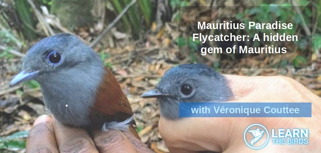 Mauritius Paradise Flycatcher: A hidden gem of Mauritius