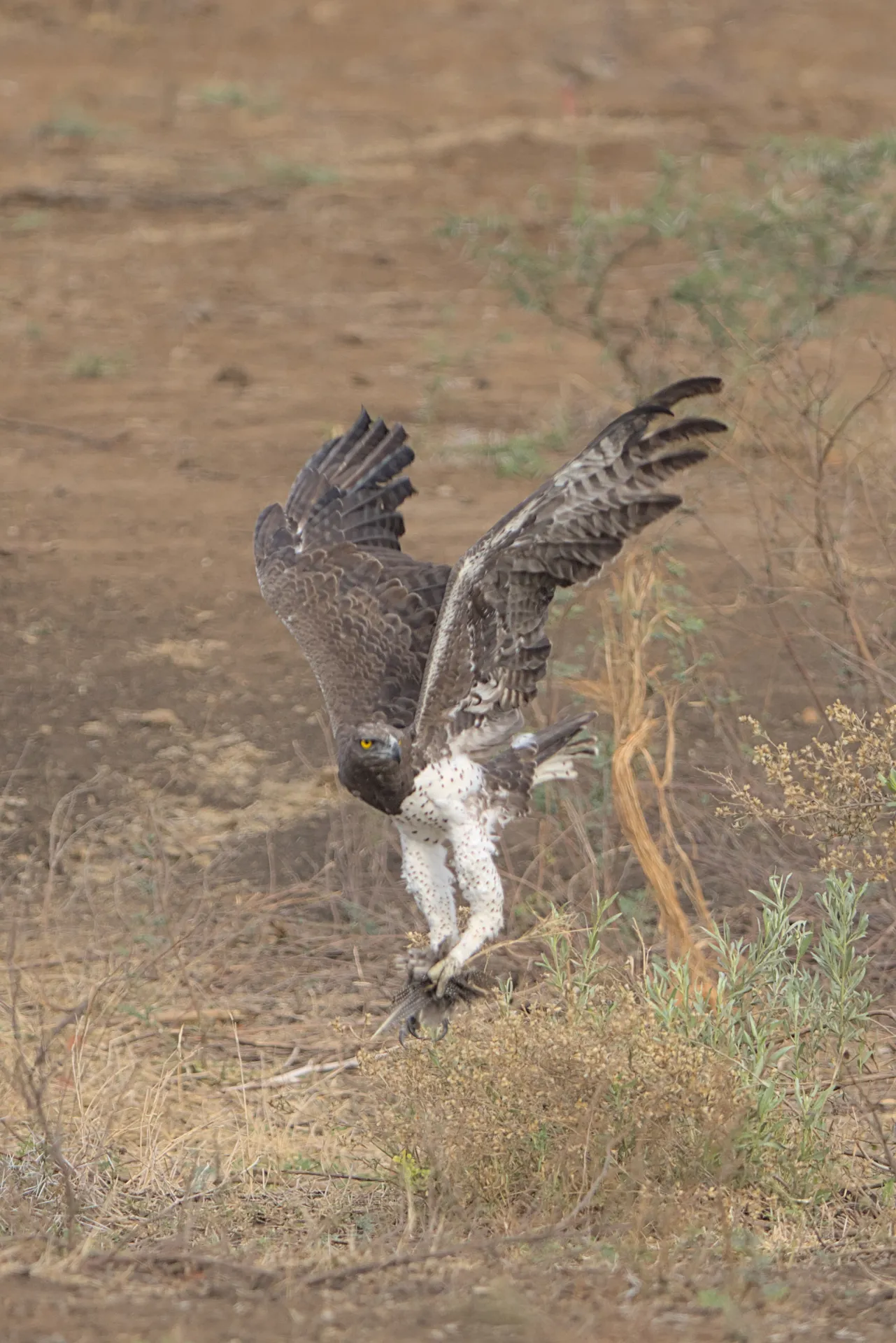 Getting airborne with only feathers in its powerful claws to show for its effort.