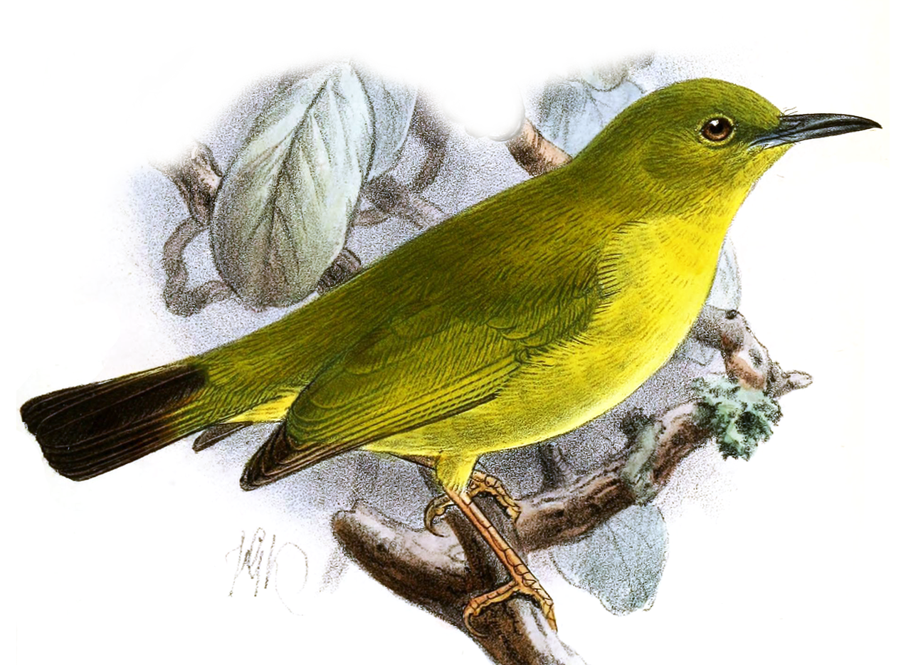The Solomons white-eye