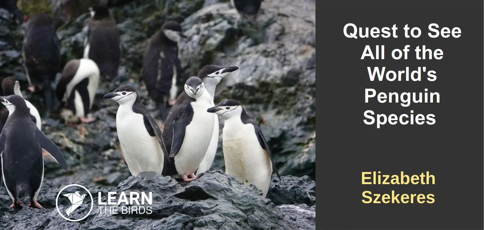 Quest to See All of the World's Penguin Species