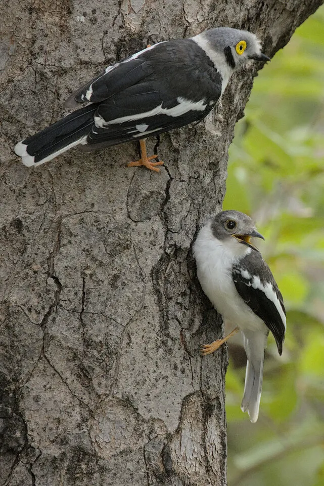 Adult and juvenile white-crested helmetshrike on trunk of a marula tree.