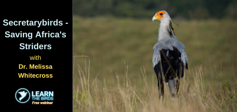 Secretarybirds – saving Africa’s striders