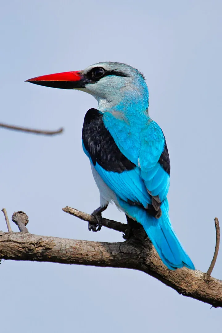 The black lower bill and bright blue back, wing panel and tail are characteristic of the woodland kingfisher, but the black lower bill is diagnostic.