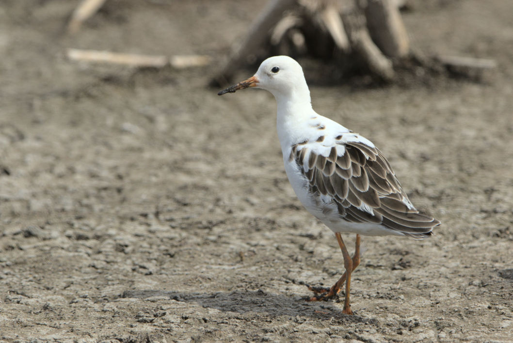 Possible satellite male ruff in winter plumage at Marievale.