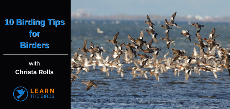 10 Birding Tips for Birders