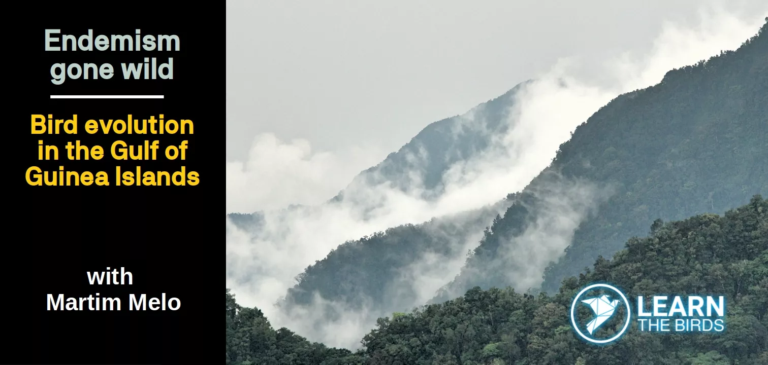 Endemism gone wild: Bird evolution in the Gulf of Guinea Islands