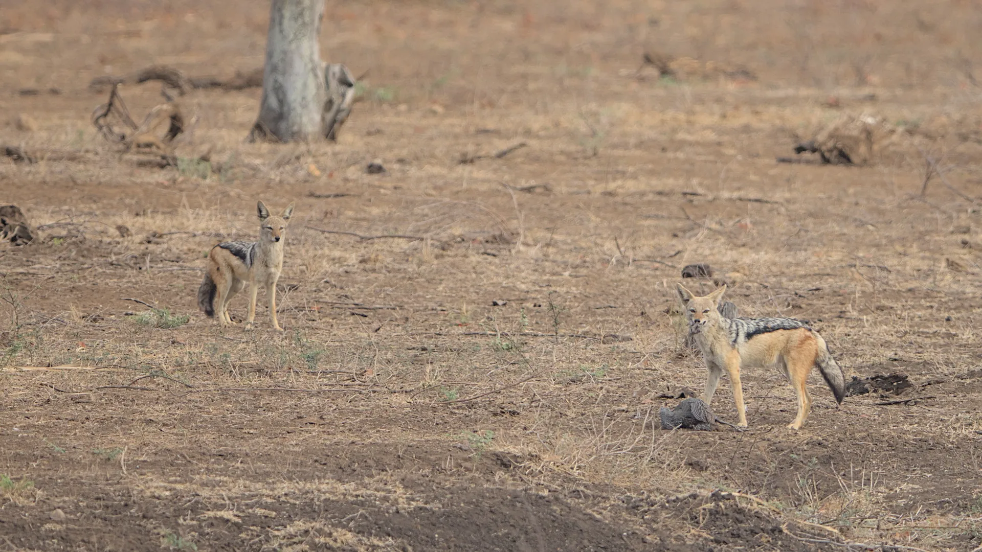 The two jackals now have a meal to share.