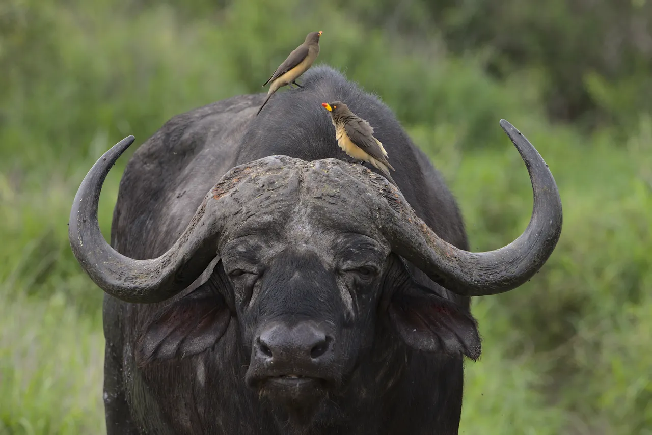 Yellow-billed oxpeckers on a Cape buffalo near Satara in Kruger National Park.