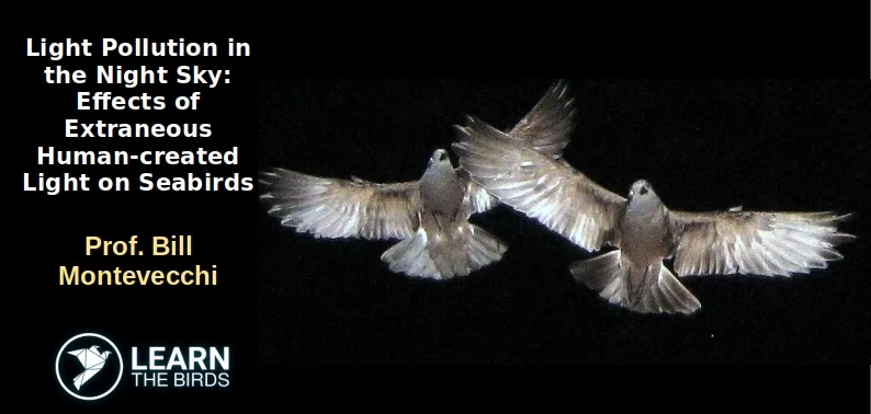 Light Pollution in the Night Sky: Effects of Extraneous Human-created Light on Seabirds