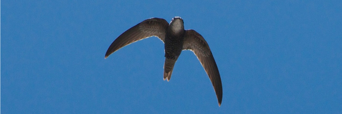 Forbes-Watson’s Swift