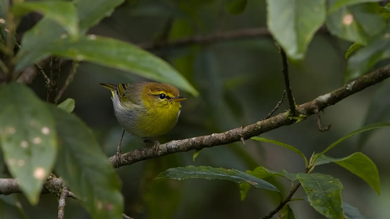 Yellow-throated woodland warbler (Phylloscopus ruficapilla)