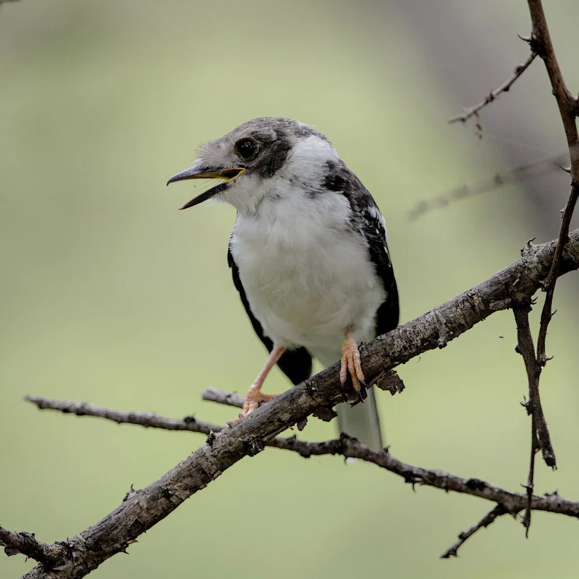 Juvenile white-crested helmetshirke begging for food from a family member.