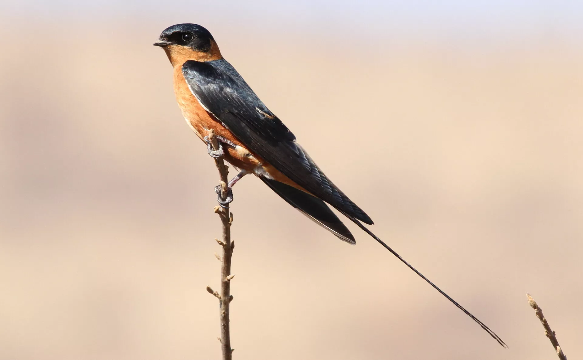 Red-breasted swallow