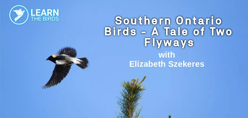 Southern Ontario Birds - A Tale of Two Flyways