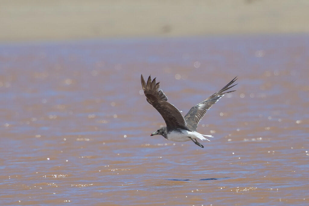 Sooty Gull at Kei Mouth - Niall Perrins