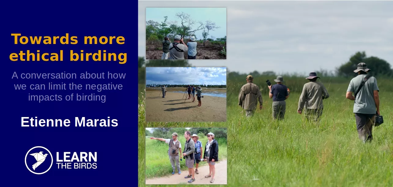 Towards more ethical birding: A conversation about how we can limit the negative impacts of birding