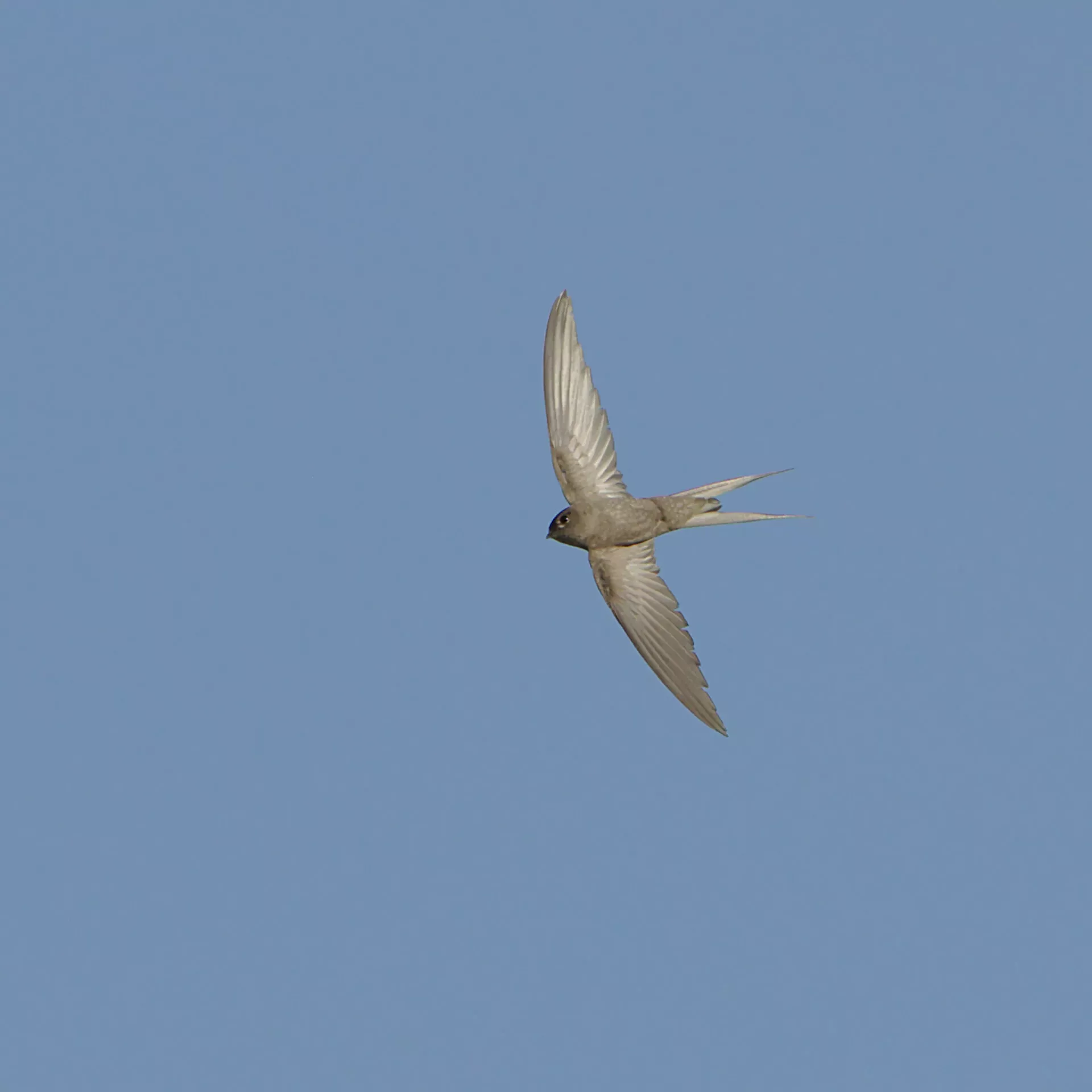 African palm swift