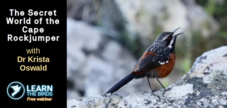 The Secret World of the Cape Rockjumper