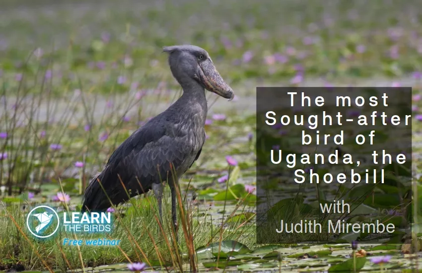 The most Sought-after bird of Uganda, the Shoebill