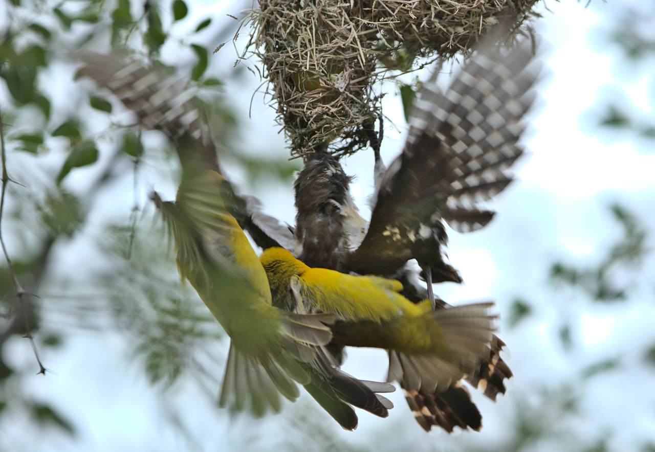 Flurry of wings as a female cuckoo is chased from a nest.