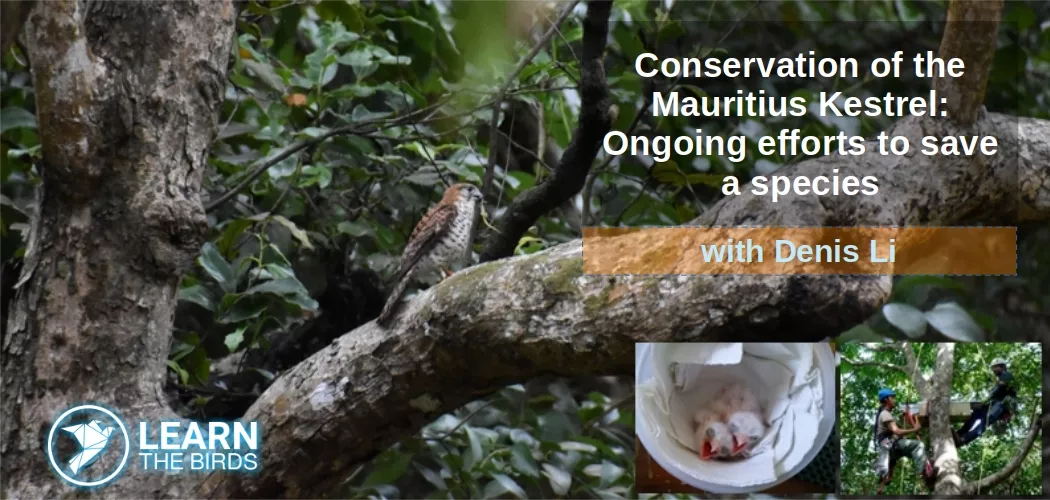 Conservation of the Mauritius Kestrel: Ongoing efforts to save a species