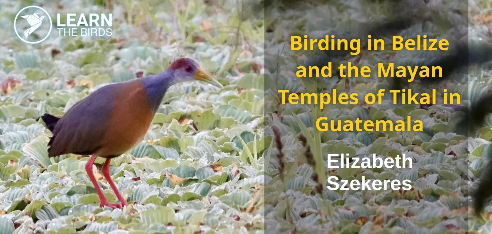 Birding in Belize and the Mayan Temples of Tikal in Guatemala