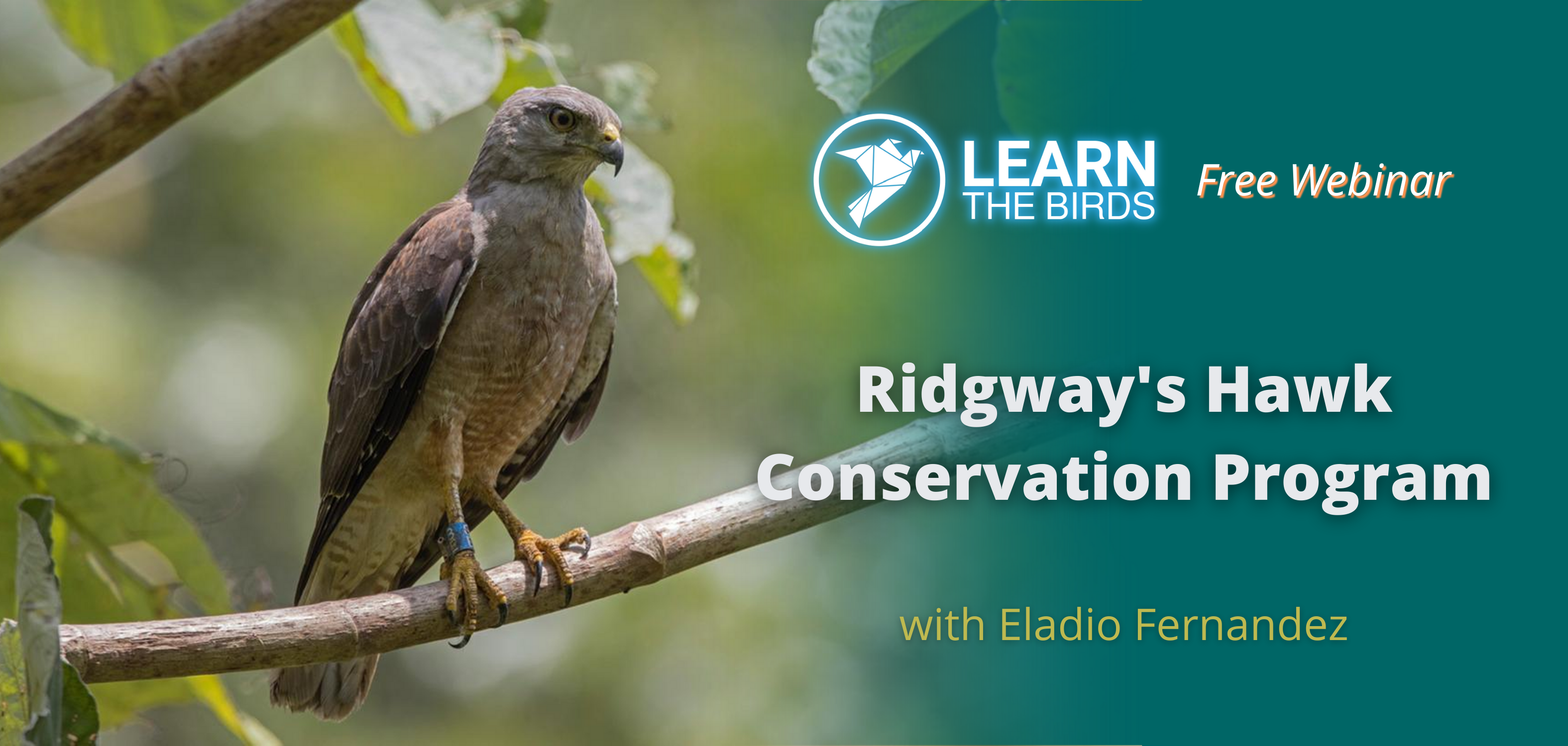 Ridgway's Hawk Conservation Program
