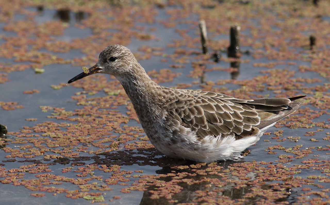Ruff, one of our migratory waders