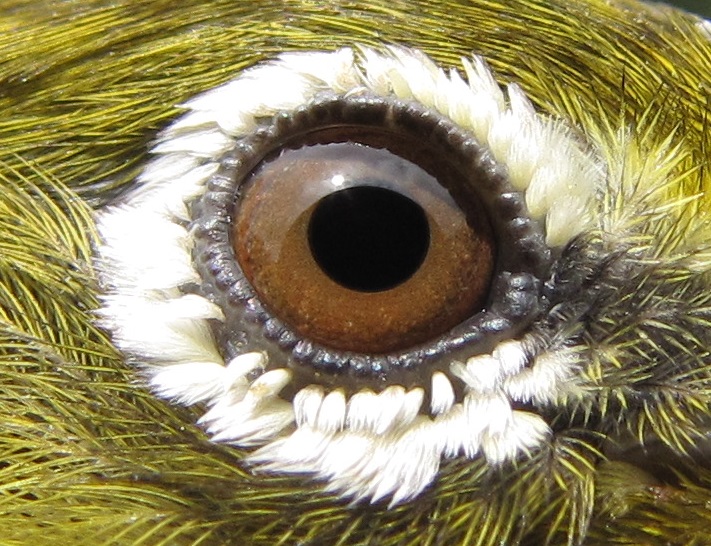 Japanese-White-eye-Eye