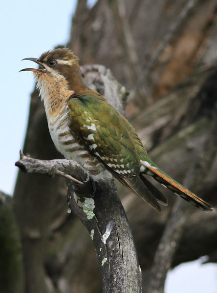 Female diederik cuckoo