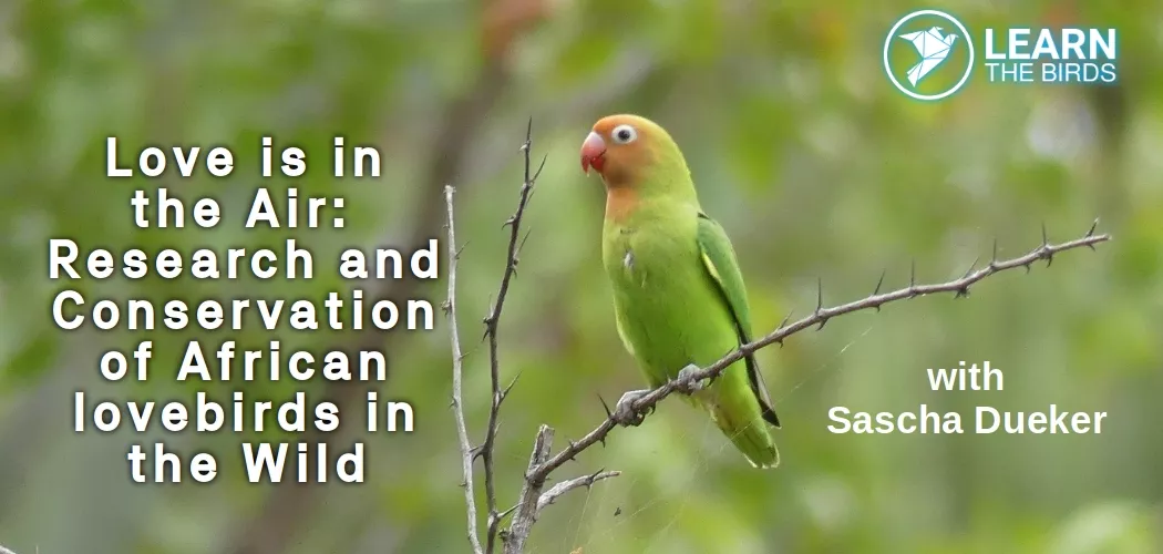 Love is in the Air: Research and Conservation of African Lovebirds in the Wild