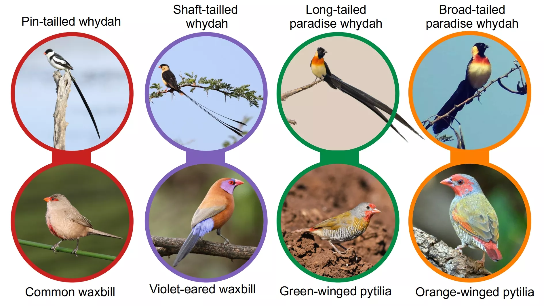 Four species of whydahs, with their most common estreldid host.