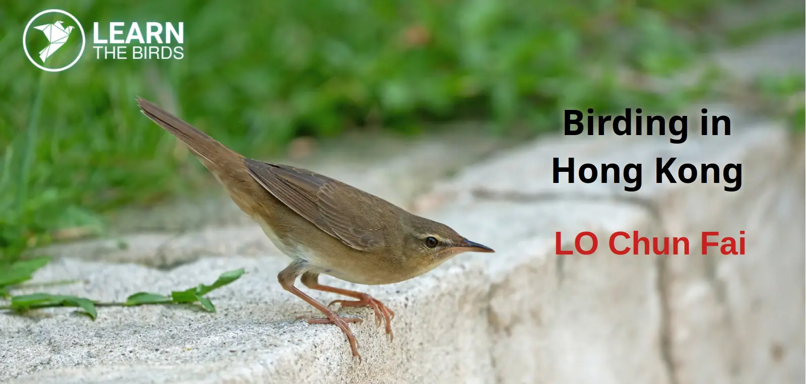 Birding in Hong Kong