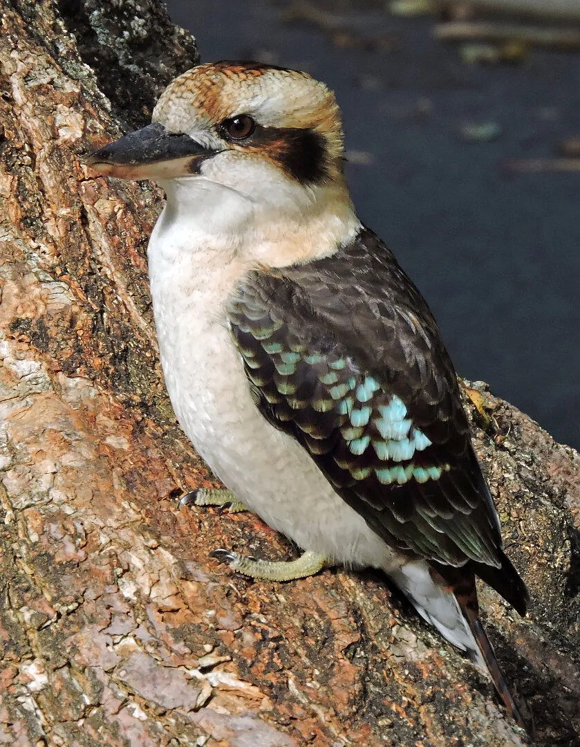 The laughing kookaburra (Dacelo novaeguineae) of Australia is a wood kingfisher