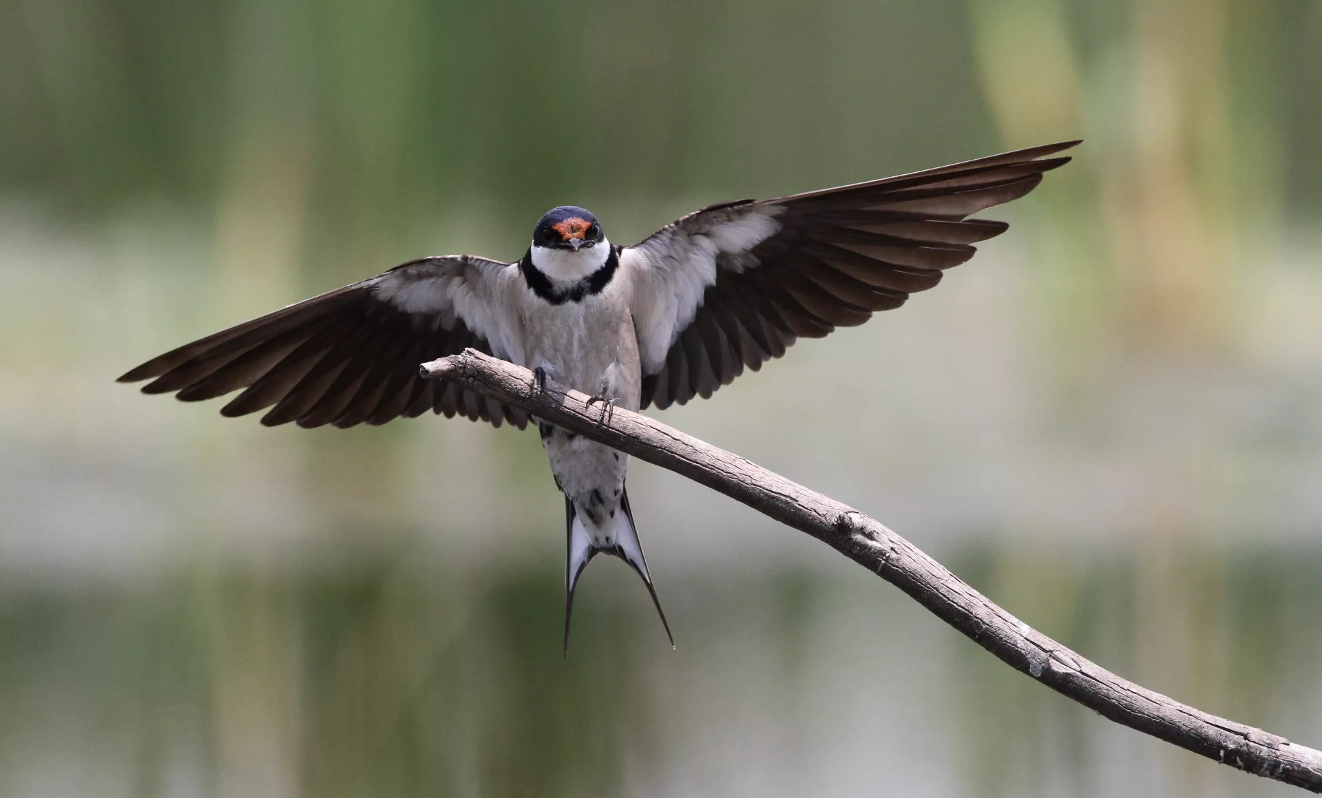 White-throated swallow