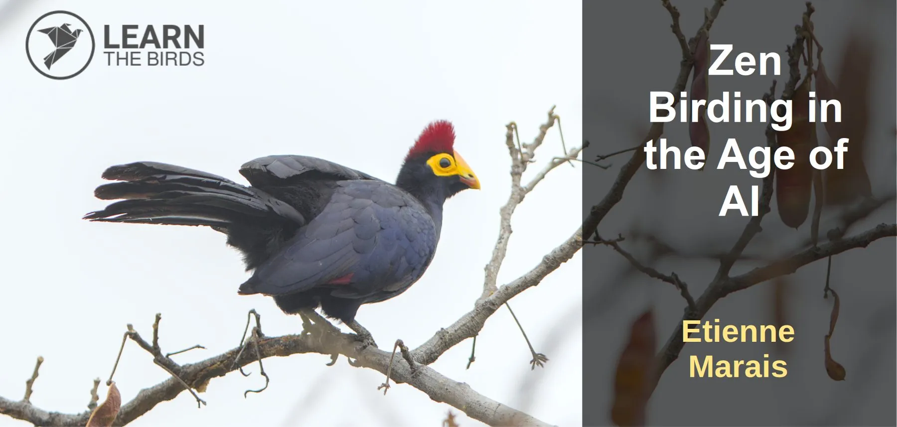 Zen Birding in the Age of AI