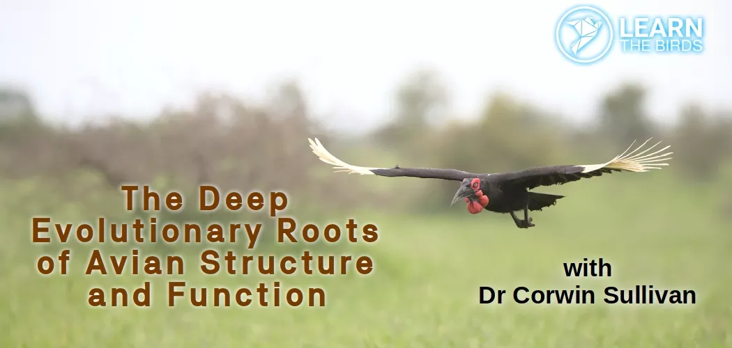 The Deep Evolutionary Roots of Avian Structure and Function