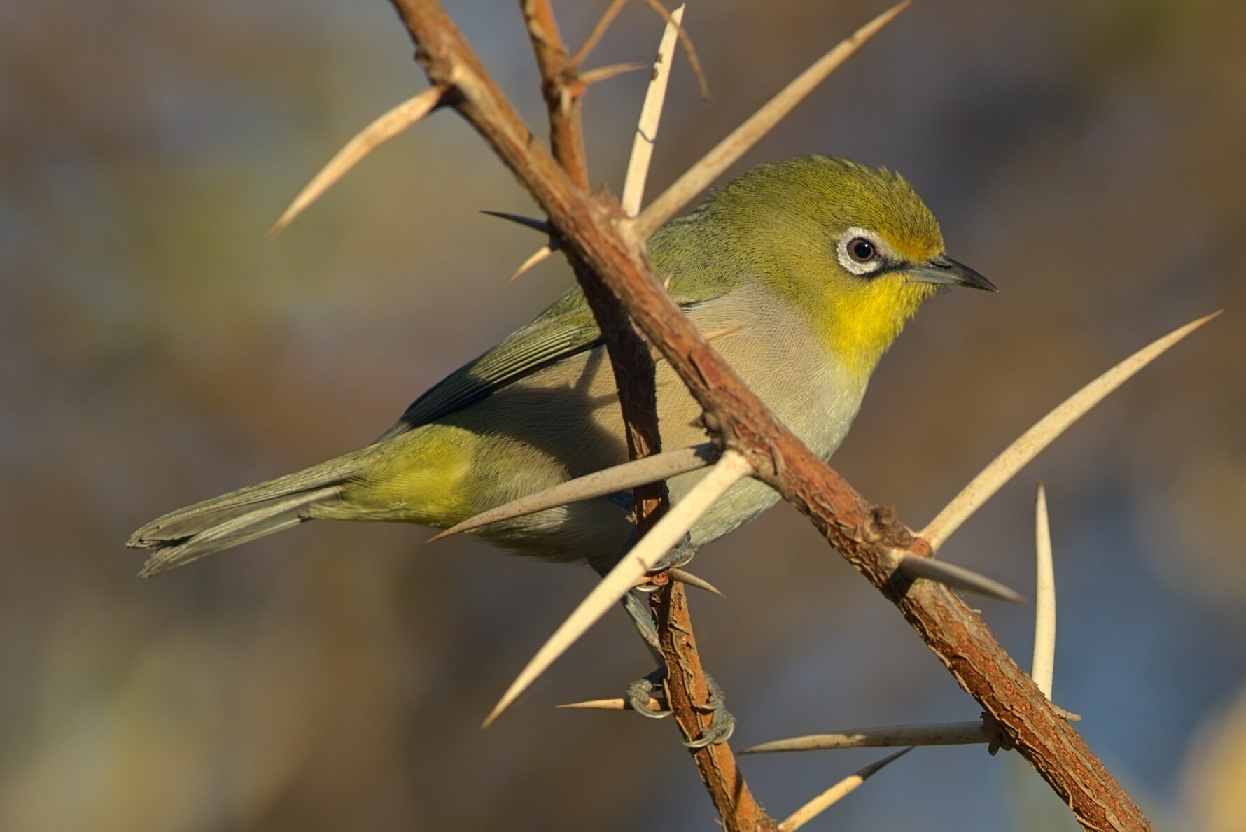 Orange River white-eye