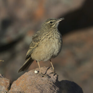 Long-billed Pipit