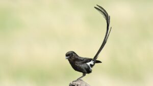 Magpie shrike