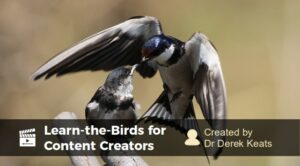 Learn the birds for creators