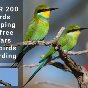 Image of bee-eaters with amount of contribution shown as R200