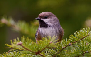 Boreal chickadee