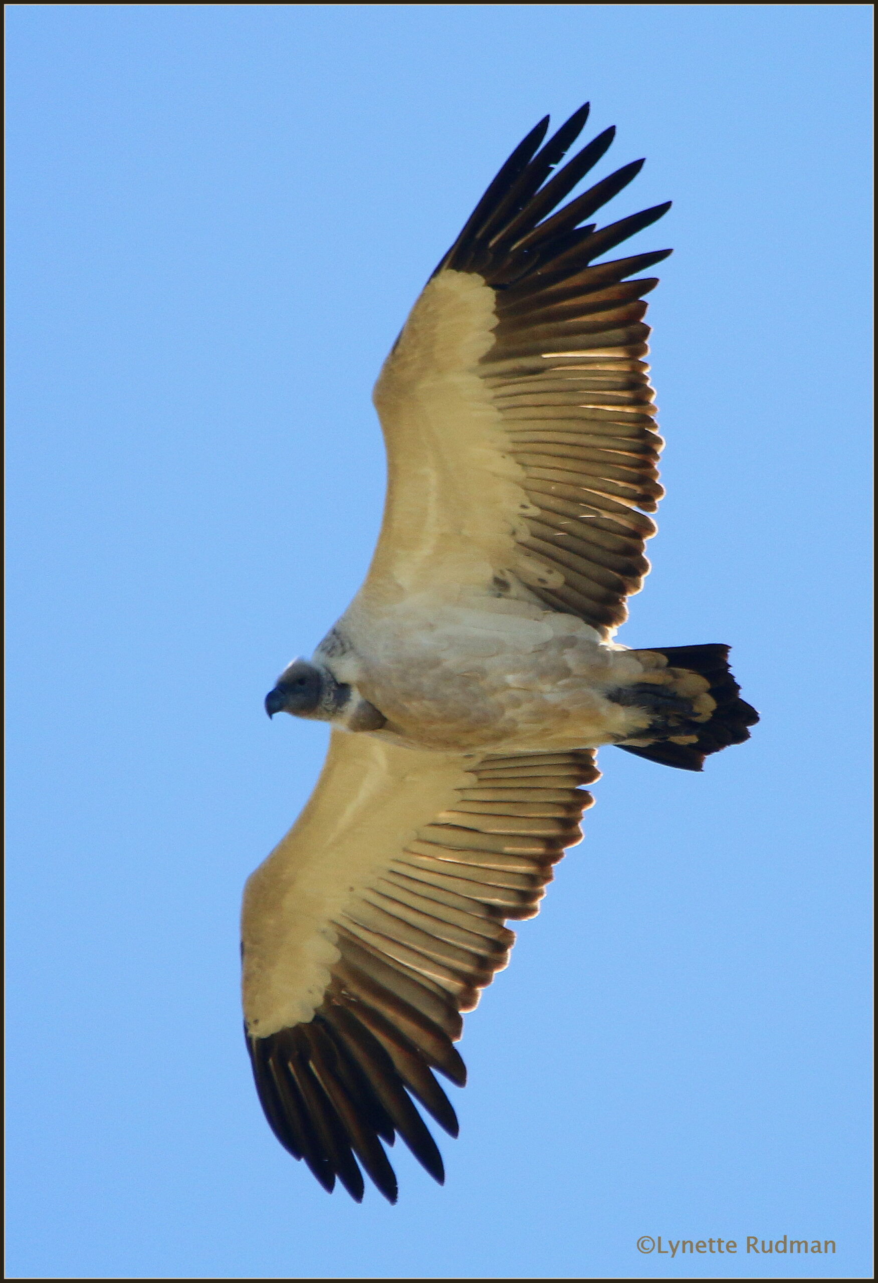 Birding in the southern Drakensberg – Learn the Birds