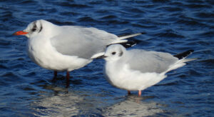 A couple of Lancy's special gulls!