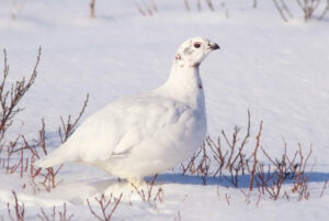 Willow ptarmigan